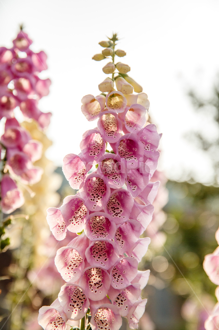 꽃,식물,flower,plant,정원,garden