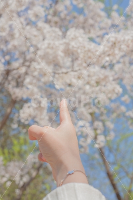 벚꽃,감성,꽃,봄,파스텔,봄,계절,spring,season,사람,인물,인간,human,person,감성,sensible,feeling,plant,식물