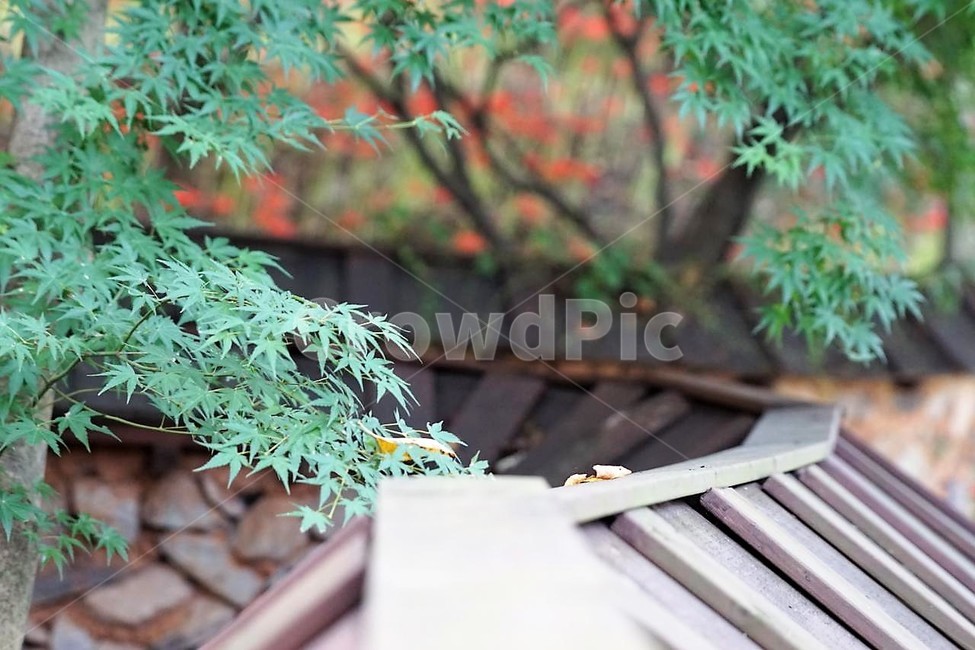 가을,나무,자연,계절,풍경,낙엽,nature,autumn,season,fall,감성,서정,상사화,고택,green,식물,자연,plants,nature