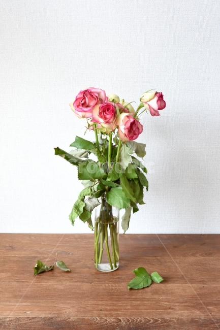 꽃잎,장미,색감,그라데이션,꽃,무지개,연출,식물,사진,photo,누끼,나무테이블,유리병,꽃꽂이,식물,자연,plants,nature,꽃,flower,실내용화초,화분,화초,house plant,인테리어,실내디자인,interior design