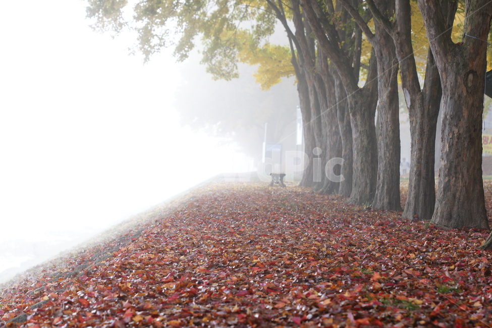 안개,낙옆,거닐다,숲속,산책,가을,계절,fall,autumn,season,자연,풍경,nature,landscape,tree,나무,plant,식물