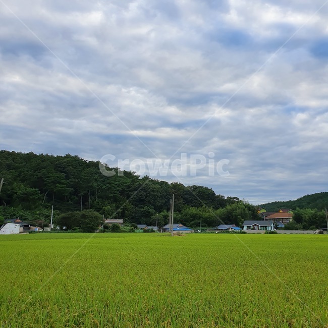 논,벼,시골,시골풍경,경주,구름,nature,자연,하늘,농촌,자연,풍경,nature,landscape,시골,마을,country,rural,town,농업,농사,agriculture,farming,farming industry