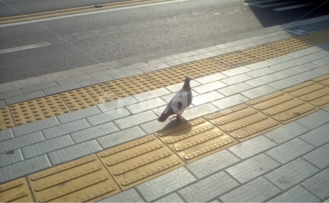 통로,path,아스팔트,asphalt,도로,road,길,찻길,보도블럭,보도블록,비둘기,새,동물,조류,birds,animal,bird,street,dove,pigeon,precastpavers,동물,animal,조류,새,birds