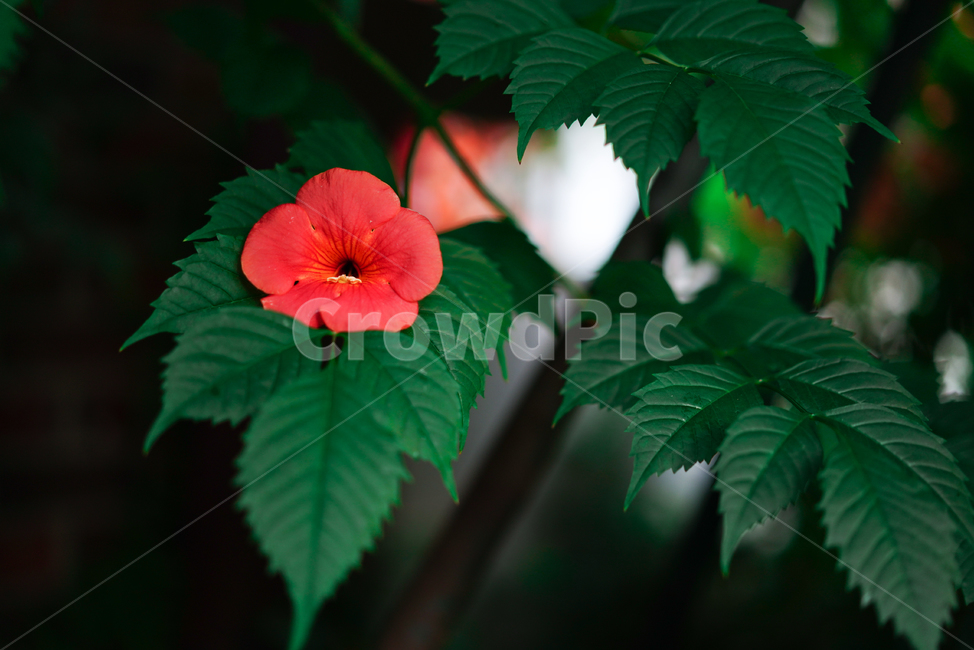 능소화,꽃,컬러,색감,주황,생명,식물,생물,flower