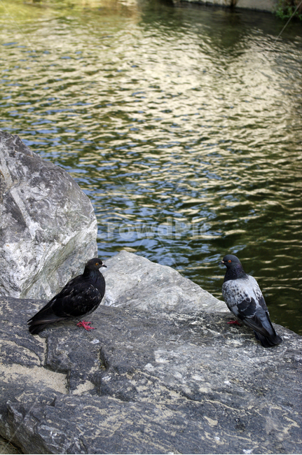 비둘기,새,조류,강,물결,동물,animal,조류,새,birds