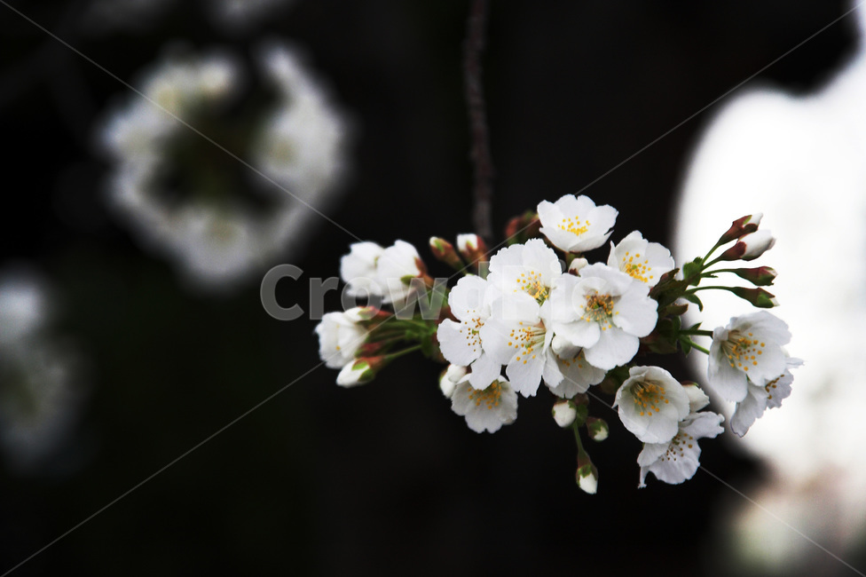 봄,벗꽃,하얀꽃,꽃망울,검은배경,봄,계절,spring,season,식물,자연,plants,nature,꽃,flower,plant,blossom
