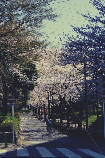 벚꽃,cherryblossom,길,road,벚나무,cherry,동네,타운,town,횡단보도,crosswork,봄,spring,봄,계절,spring,season,감성,sensible,feeling,plant,식물