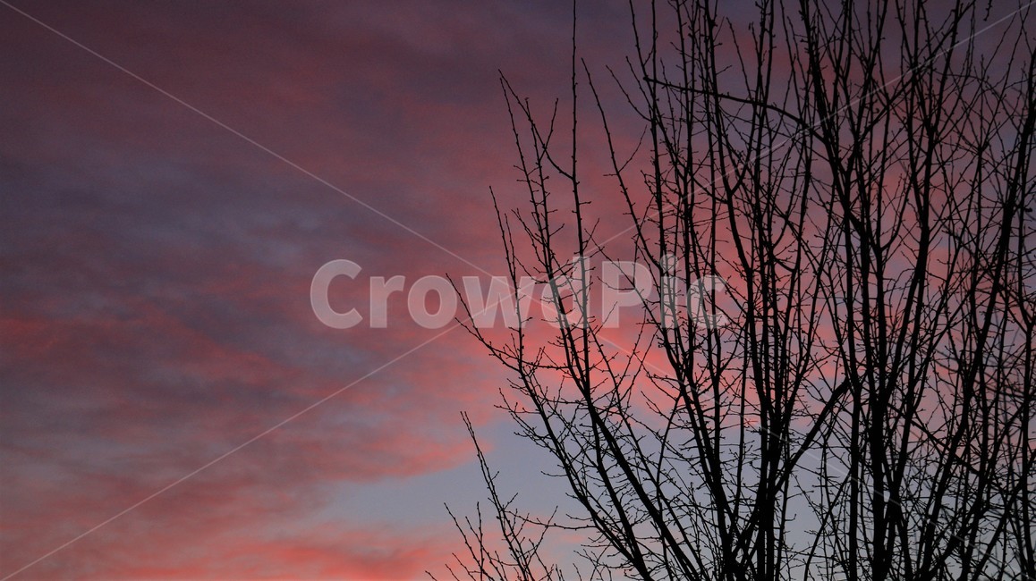 나무,노을,분홍구름,구름,나뭇가지,자연,계절,tree,treephoto,treepicture,sunset,pinkcloud,cloud,pastel,pastelcolor,pinkcolor,season