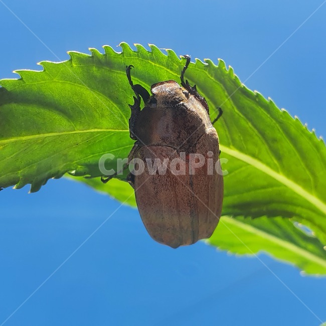 곤충,식물,하늘,꽃무지,insect,animal,곤충,벌레,insect,bug
