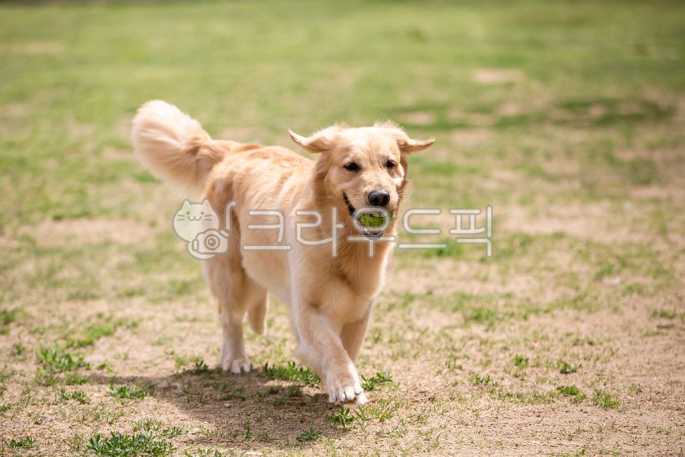 골든리트리버,반려견,강아지,animal,동물,dog,개,goldenretriever,포유류,pet