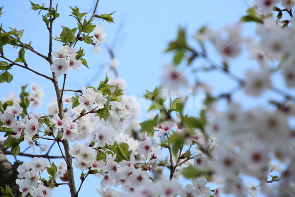 벚꽃,봄,꽃,하늘,나무,분홍,봄,계절,spring,season,식물,자연,plants,nature,꽃,flower,plant