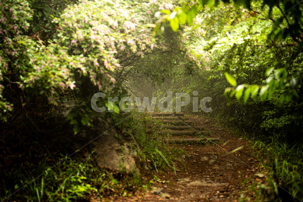 배경,숲,자연,계단,감성,nature,landscape,rest,relaxation,healing,sensible,feeling,휴식,힐링,풍경,산책로,나무,자연,풍경,nature,landscape,휴식,힐링,rest,relaxation,healing,dirt road,흙길,road,도로,gravel,자갈,path,통로