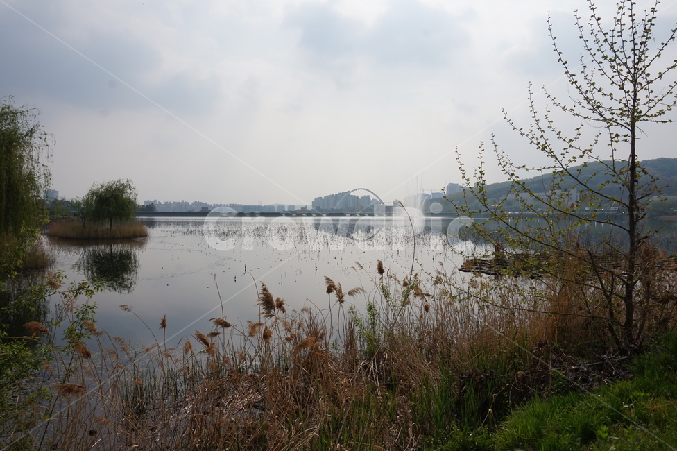 호수공원,천안,호수,나무,자연,풍경,하늘,구름,안개,물,자연,풍경,nature,landscape