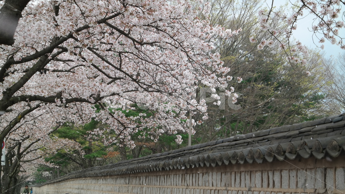 담장,벚꽃,벚나무,담벼락,한옥,지붕,꽃나무,봄꽃,자연,풍경,wall,stonewall,cherryblossom,tree,flowers,hanok,roof,nature,landscape,spring,봄,계절,spring,season,한국전통,한국문화,korean traditional,korean culture,plant,식물,flower,꽃,blossom
