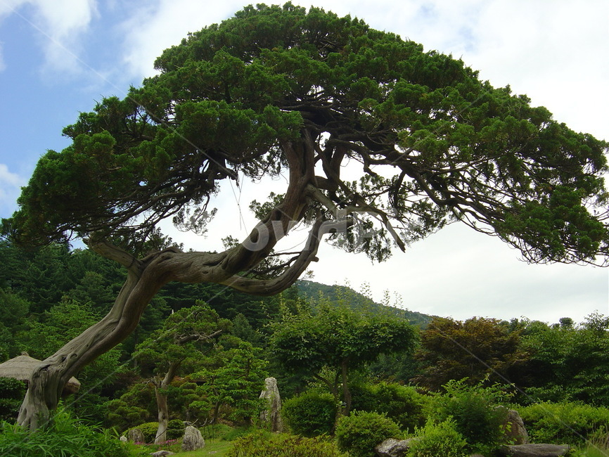 향나무,나무,식물,수목원,상록수,식물,자연,plants,nature,나무,trees,wood