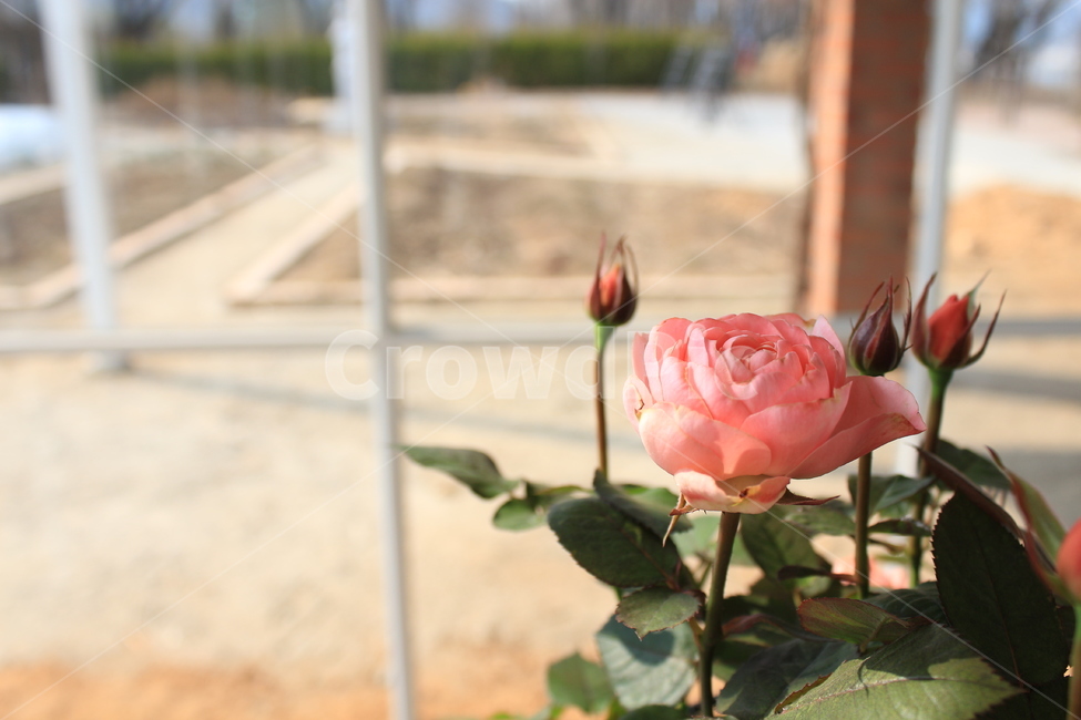 장미,분홍장미,꽃,분홍색,rose,장미꽃,pink,식물,자연,plants,nature,꽃,flower