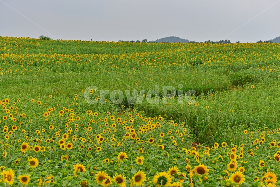flower,sprout,새싹,bud,싹,blossom,꽃,plant,식물,해바라기,해바라기꽃,고창,학원농장,해바라기밭,자연,풍경,nature,landscape