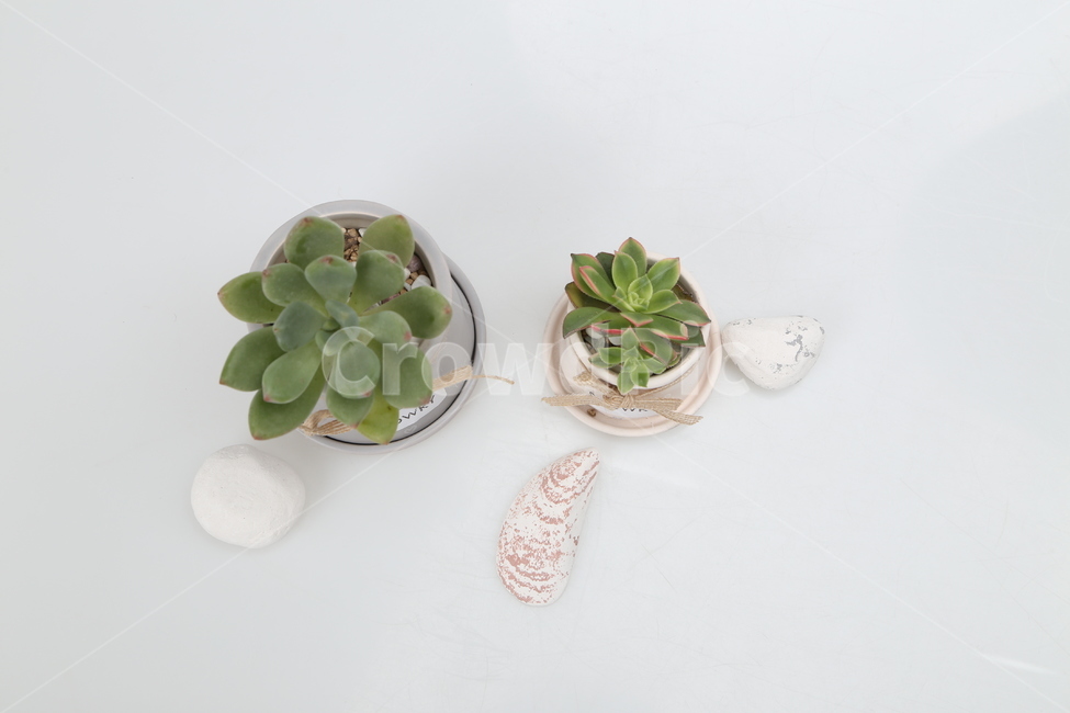 선인장,꽃,플라워,스타일,다육이,식물,자연,plants,nature,실내용화초,화분,화초,house plant,누끼,remove background