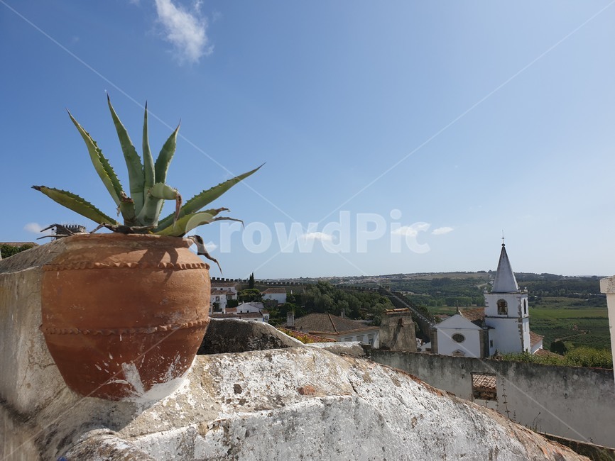 plant,화분,obidos,오비도스,aloe,해외,외국,세계,foreign,oversea,world