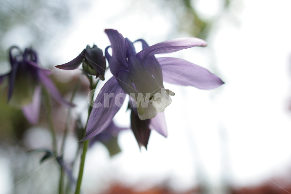 꽃,접사,아름다움,이쁨,봄,확대,봄,계절,spring,season,식물,자연,plants,nature,꽃,flower,plant,animal,동물,bird,새,blossom