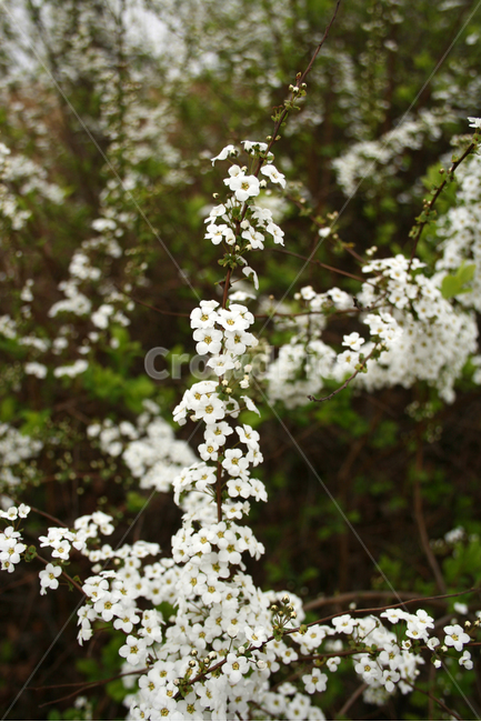 조팝꽃,봄,봄날,감성,spring,flower,풍경,식물,꽃,하얀,흰색,white,봄,계절,spring,season,식물,자연,plants,nature,꽃,flower,plant,blossom
