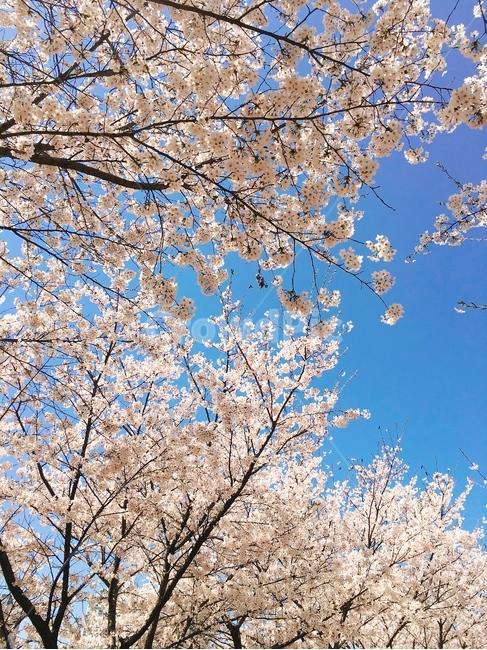 벚꽃,꽃,봄,하늘,벚꽃길,꽃놀이,꽃하늘,벚꽃하늘,햇살,풍경,봄,계절,spring,season,자연,풍경,nature,landscape,plant,식물,blossom,flower,cherry blossom