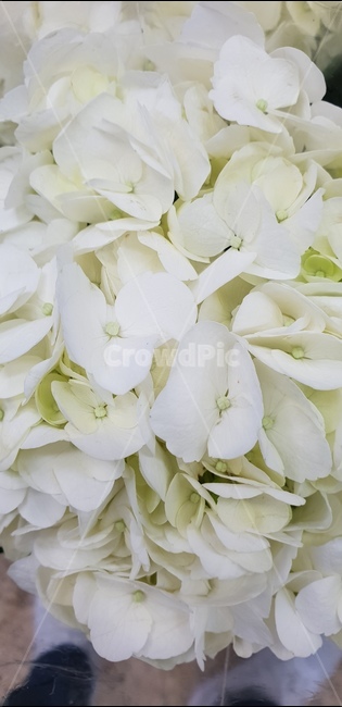 흰수국,화이트수국,다발꽃,흰꽃,예쁜꽃,꽃,flower