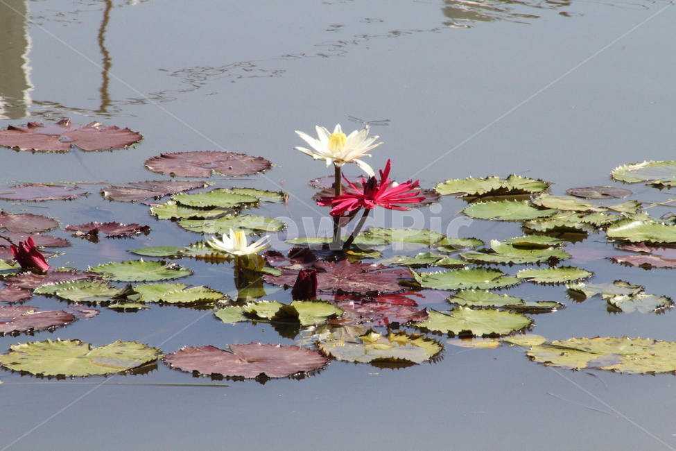 연,수련,연꽃,꽃,waterlily,식물,자연,plants,nature,꽃,flower