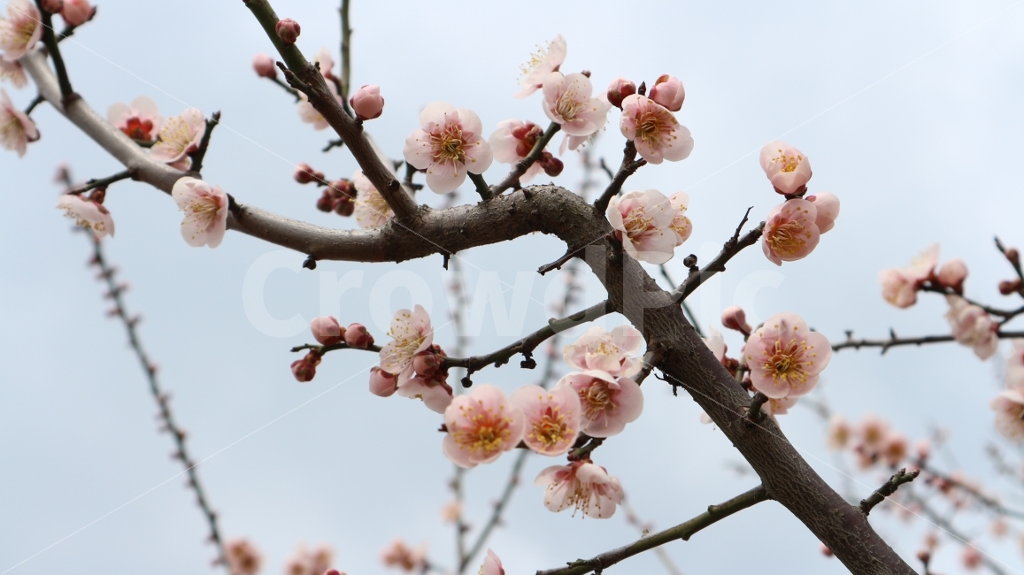 매실꽃,봄,따뜻함,동양적,매실,식물,자연,plants,nature,봄,계절,spring,season,꽃,flower,plant,blossom