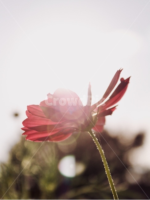 꽃,코스모스,역광,노을,꽃사진,플레어,가을,계절,fall,autumn,season,식물,자연,plants,nature,꽃,flower,감성,sensible,feeling,blossom,petal,꽃잎,plant