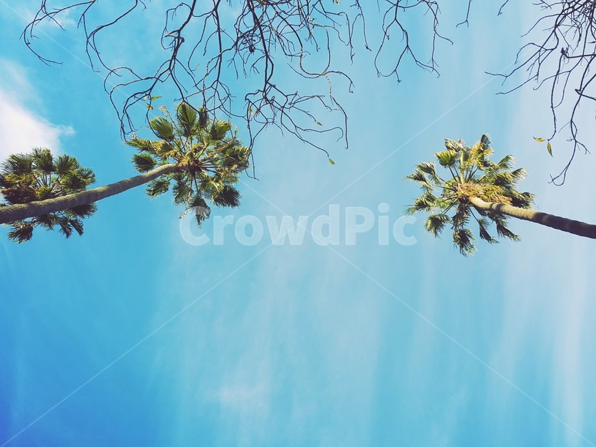 tree,나무,plant,식물,야자수,la,하늘,sky,자연,풍경,nature,landscape