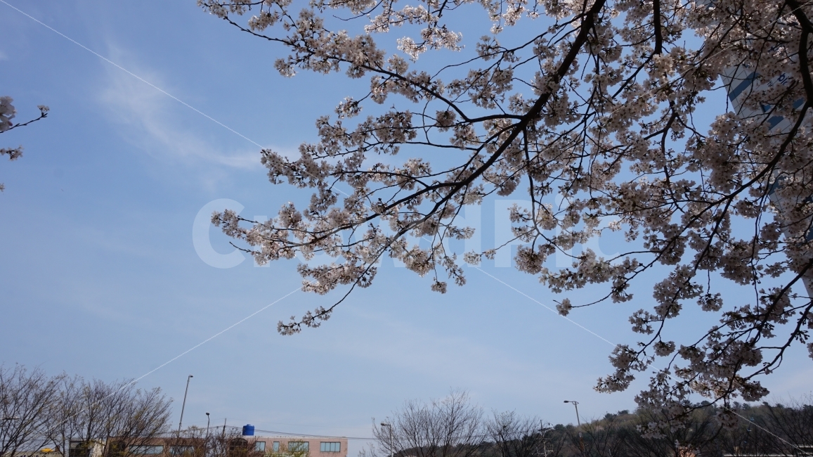 벚꽃,무거천,flower,하늘,sky,식물,자연,plants,nature,봄,계절,spring,season,꽃,flower,plant,blossom