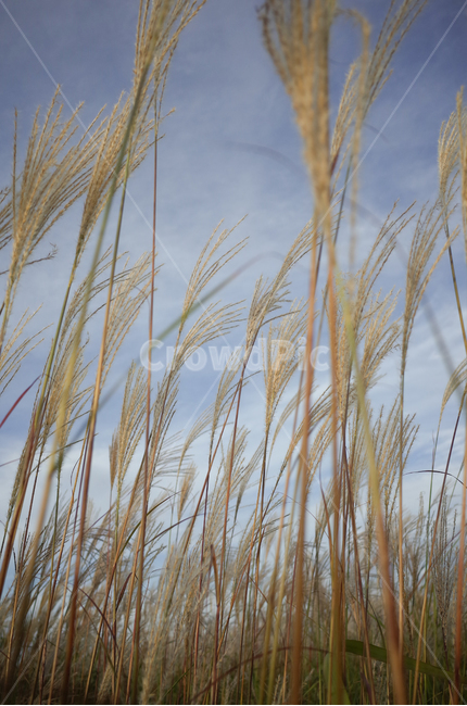 가을,하늘,억새,갈대,가을감성,가을,계절,fall,autumn,season,식물,자연,plants,nature,grass,잔디,plant,lawn