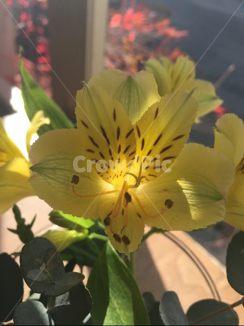 plant,식물,꽃,flower,lily