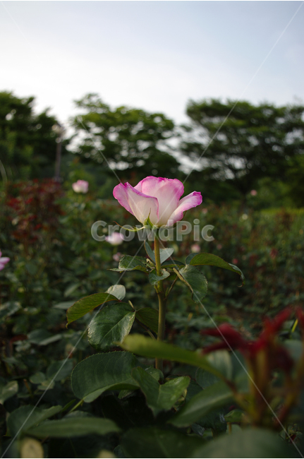 장미,꽃,식물,flower,자연,color,nature,식물,자연,plants,nature,꽃,flower