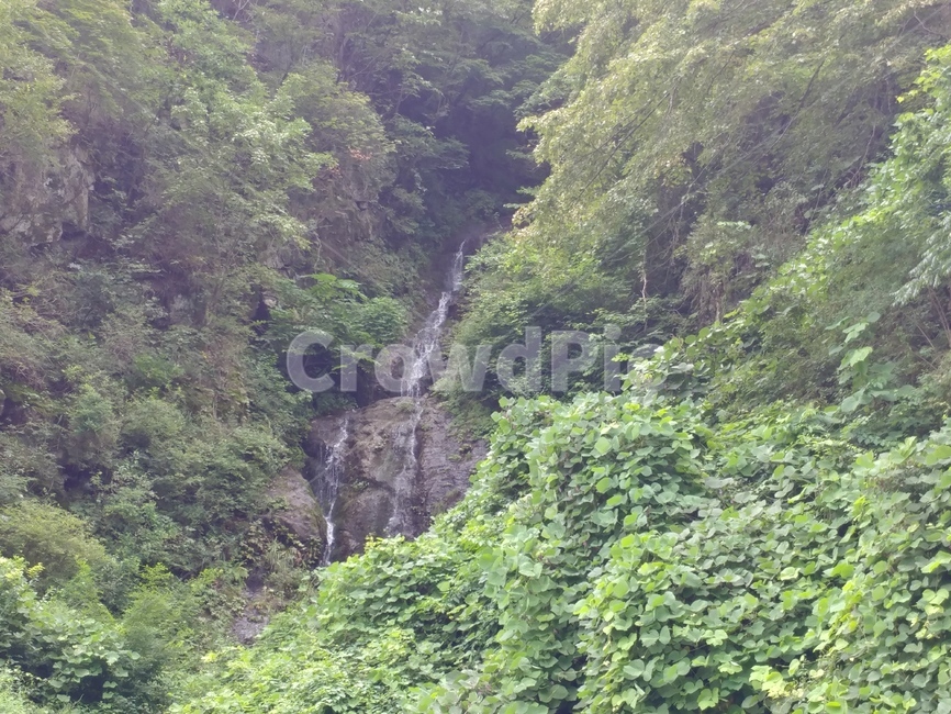 vegetation,초목,plant,식물,outdoors,옥외,land,nature,자연,tree,나무