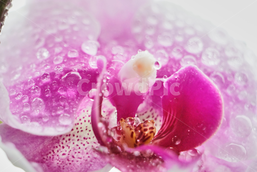 호접란,서양난,꽃,접사,생화,화분,plant,nature,flower,초접사
