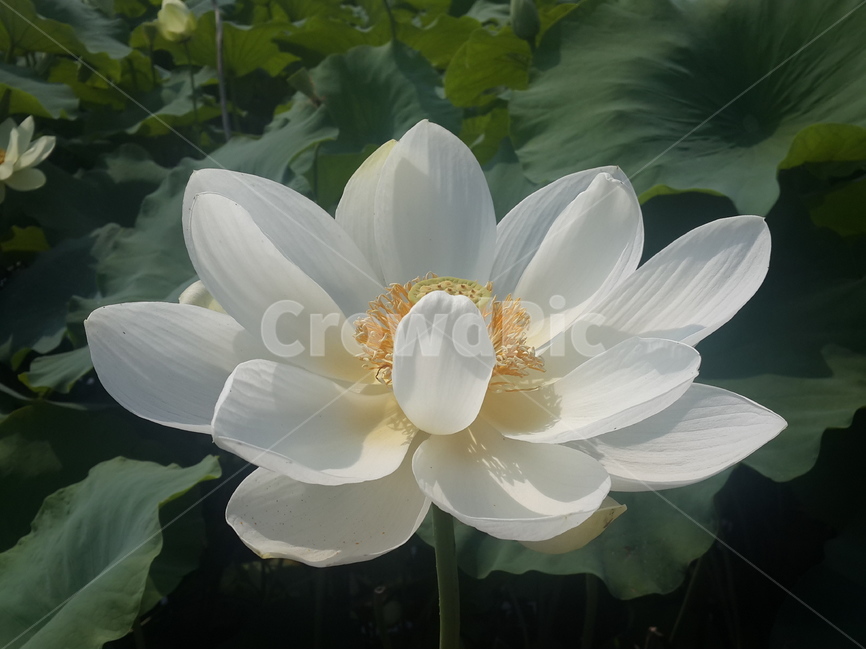 연꽃,여름,핑크,풍경,연못,식물,자연,plants,nature,꽃,flower