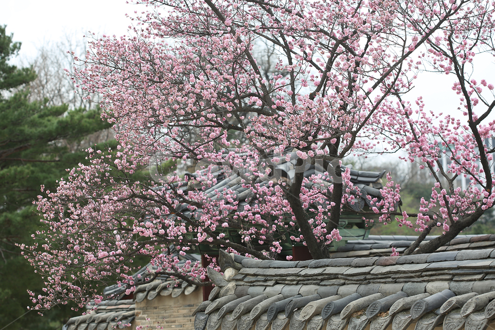 궁,봄,꽃,palace,flower,spring,한국전통,한국문화,korean traditional,korean culture,식물,자연,plants,nature,나무,trees,wood,건축물,건물외관,exterior,building,structure,architecture,construction