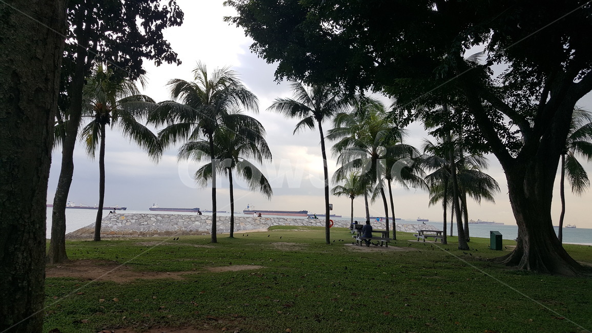 야자수,해변,바다,야자,palm,tree,beach,sea