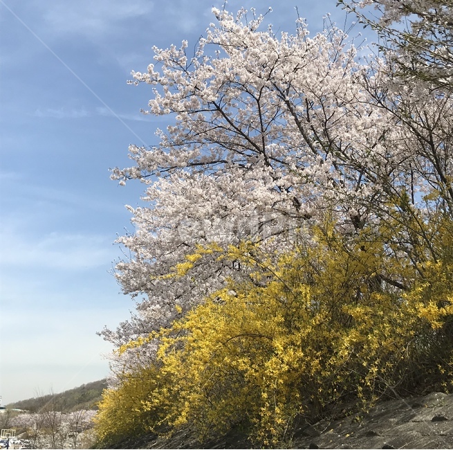 벚꽃,벚꽃엔딩,벚꽃길,개나리,봄,따뜻함