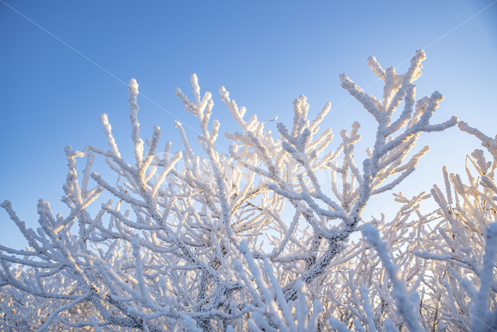 설산,태백산,겨울산,겨울,상고대,풍경,산,겨울풍경,눈꽃,겨울,계절,winter,season,자연,풍경,nature,landscape