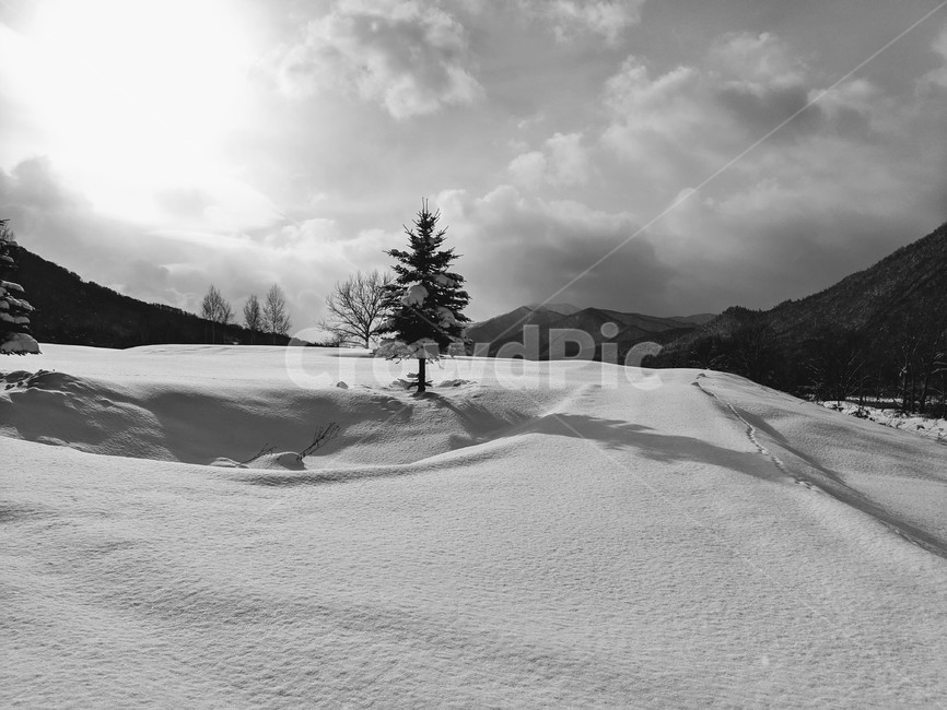 일본,풍경,북해도,홋카이도,눈,흑백,겨울,계절,winter,season,흑백,모노톤,monochrome,black and white