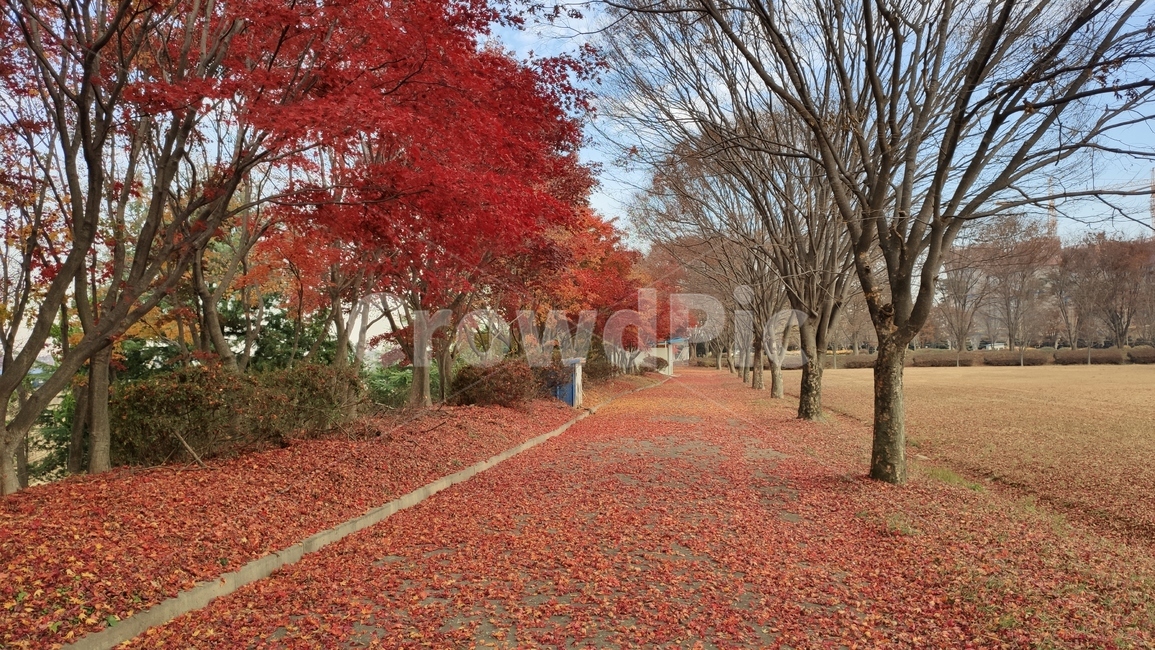 단풍길,가로수,경치,가을단풍,tree,나무,plant,식물,maple,단풍,가을,계절,fall,autumn,season,식물,자연,plants,nature,나무,trees,wood