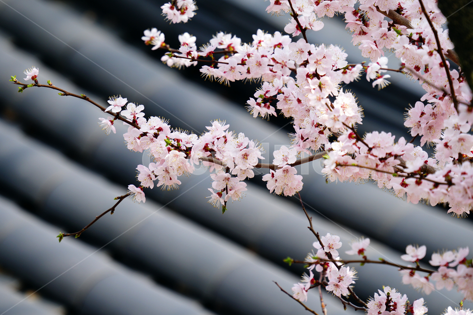 살구나무꽃,봄꽃,한국자연,꽃,꽃사진,플라워,flower,봄,spring,식물,plants,자연,nature,풍경,landscape,계절,season,snap,스냅,접사,macro,closeup,클로즈업,감성사진,감성,힐링,healing,느낌,feel,feeling,꽃밭,화단,나무,나뭇가지,tree,꽃봉오리,4월,April,살구나무,한옥,지붕,살구꽃,봄,계절,spring,season,식물,자연,plants,nature,꽃,flower,plant,blossom,cherry blossom,벚꽃