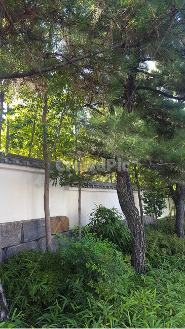 기와,소나무,화단,잔디,녹음,식물,자연,plants,nature