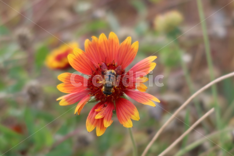 꽃,벌,자연,곤충,bee,insect,꿀벌,honeybee,식물,자연,plants,nature,꽃,flower,곤충,벌레,insect,bug