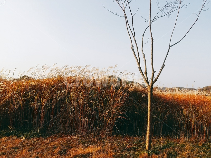 가을,주황색,갈색,버들,나무,자연,풍경,nature,landscape,plant,식물,grass,잔디