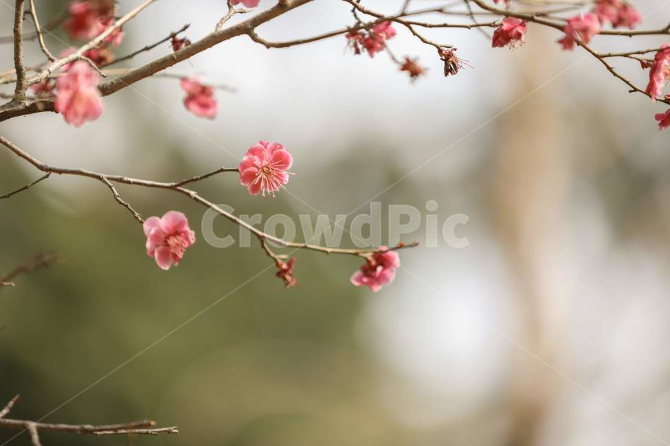 plant,식물,flower,blossom,spring,봄,twig,나뭇가지,매화나무