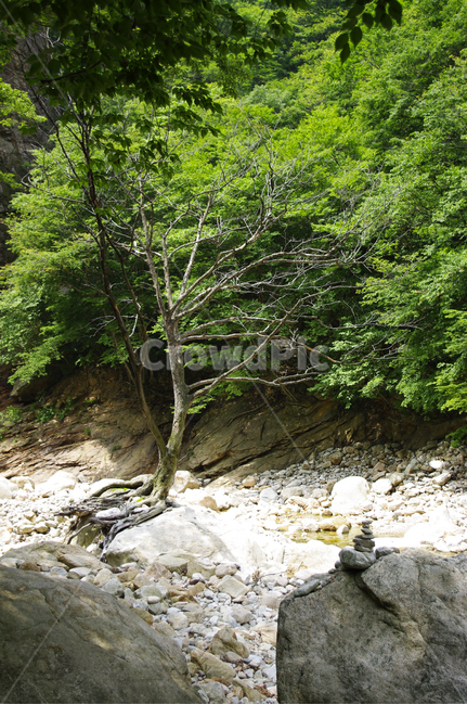 계곡,바위,암석,풍경,나무,설악산,자연,풍경,nature,landscape,water,물